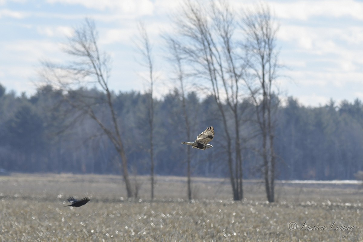 Rough-legged Hawk - Lucien Lemay