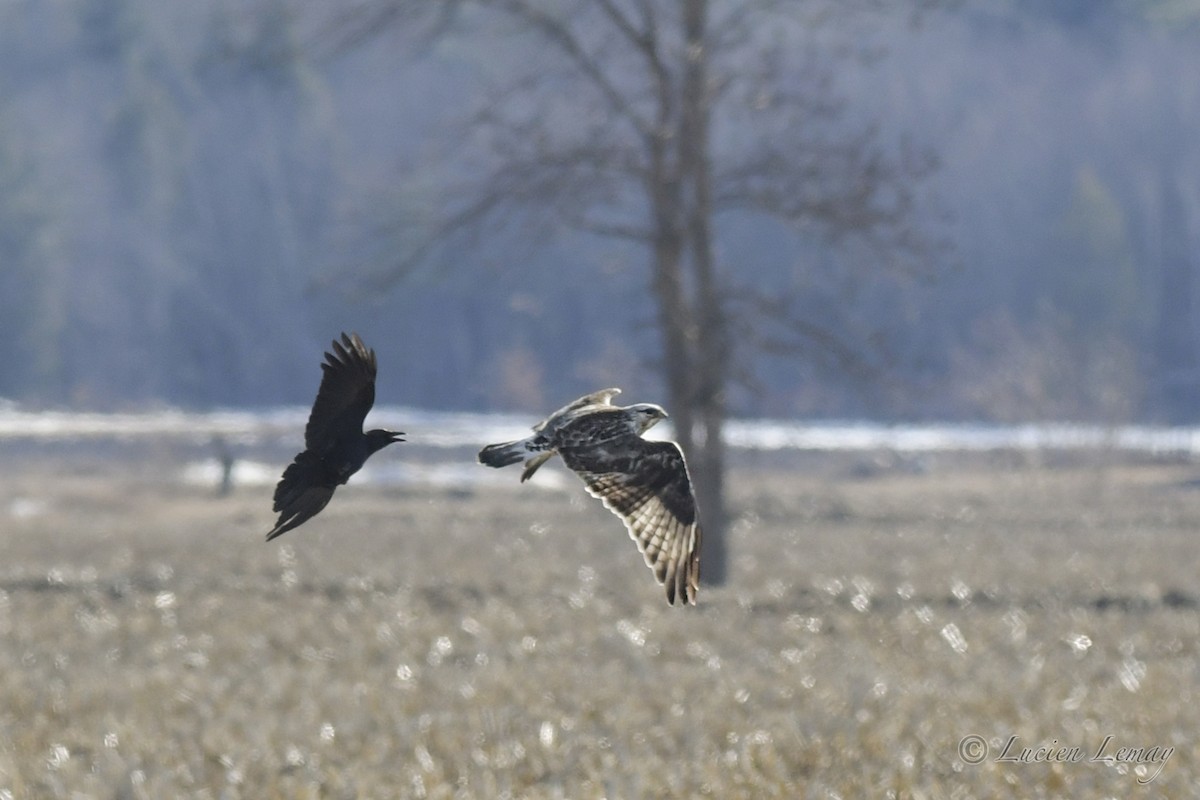 Rough-legged Hawk - Lucien Lemay