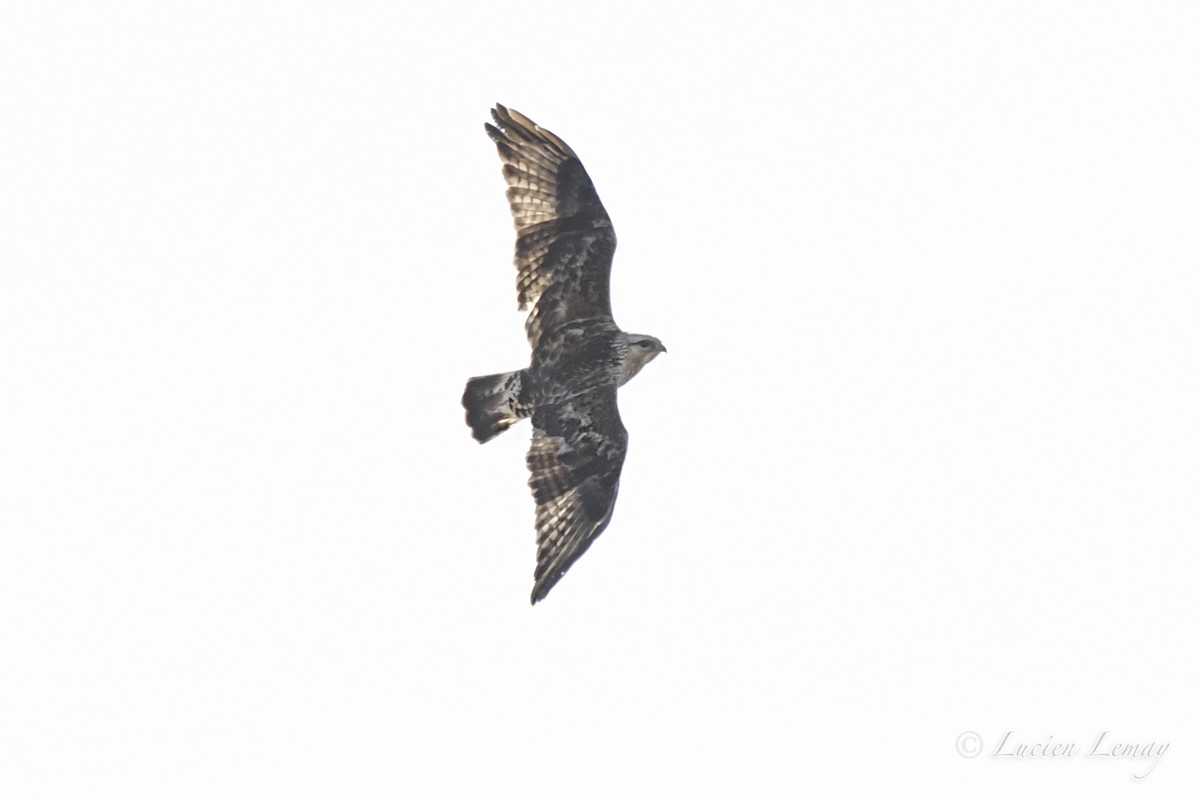 Rough-legged Hawk - ML427476601