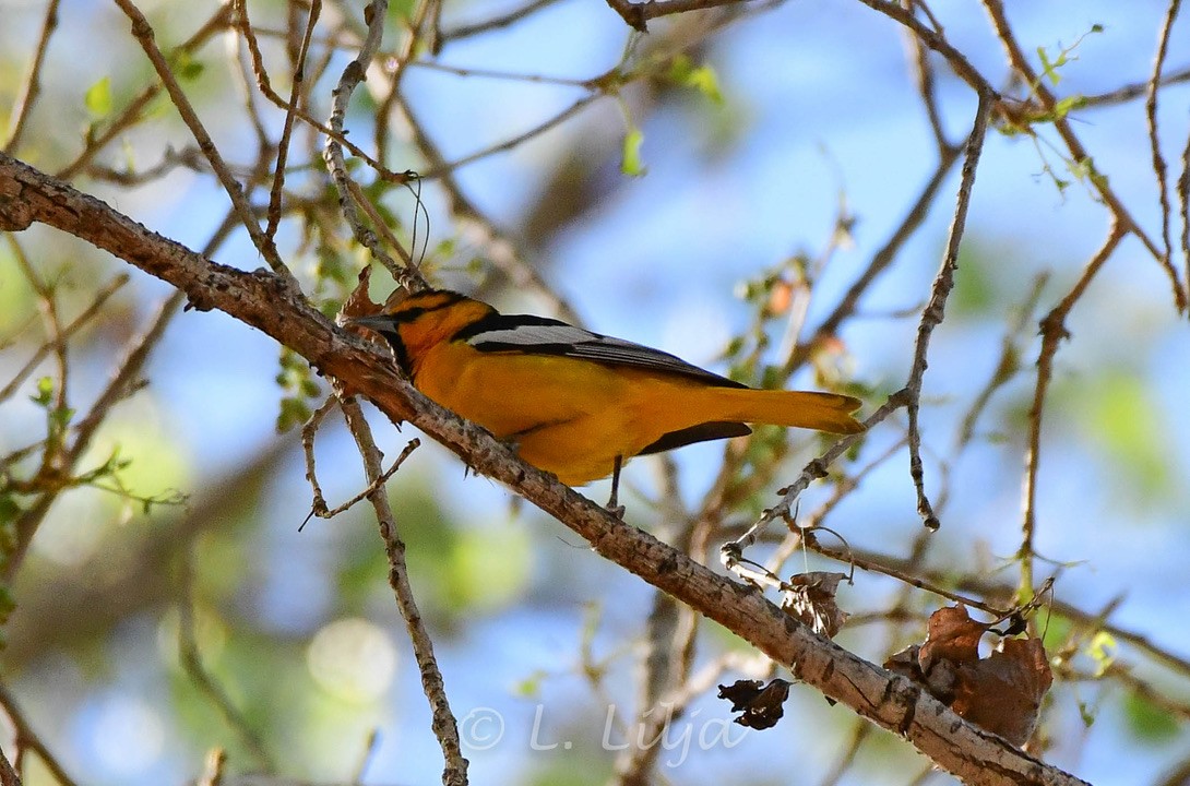 Bullock's Oriole - ML427476631