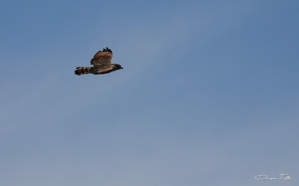 Roadside Hawk - ML427477731