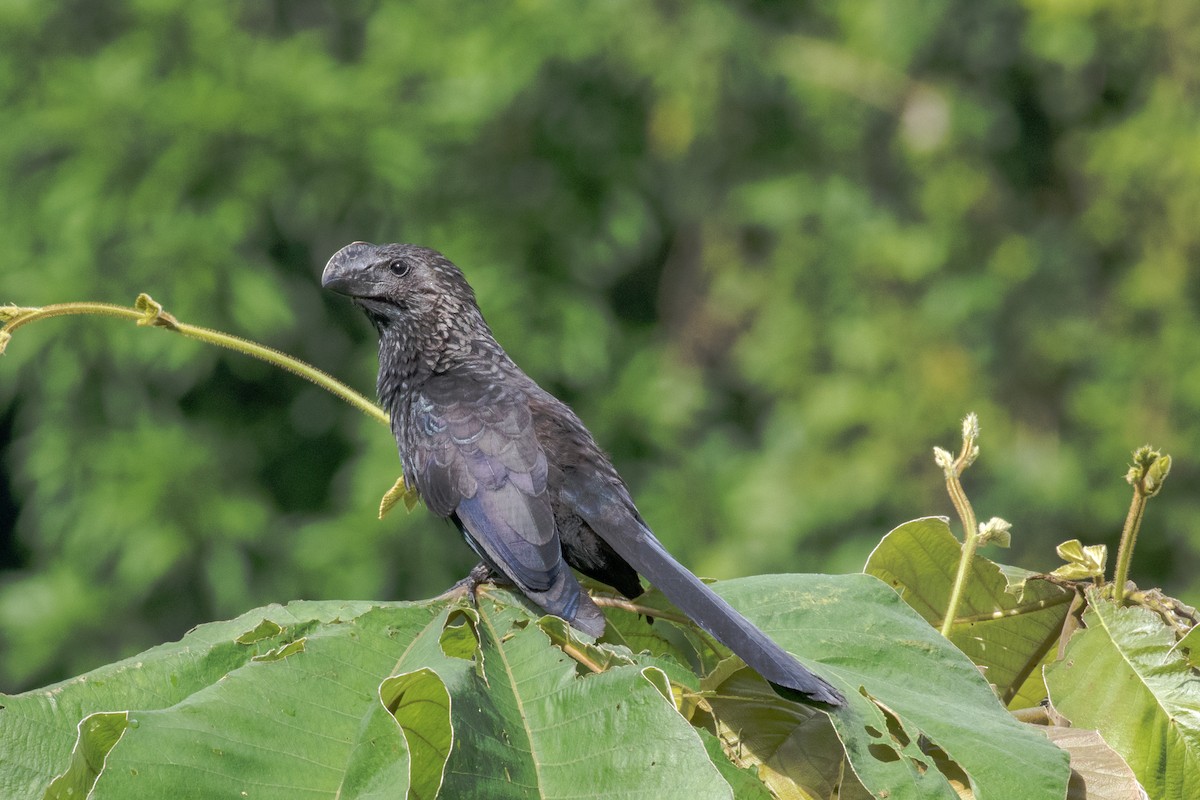 Smooth-billed Ani - ML427478091