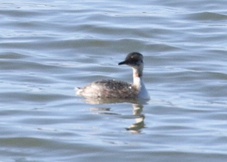 Horned Grebe - ML427478431