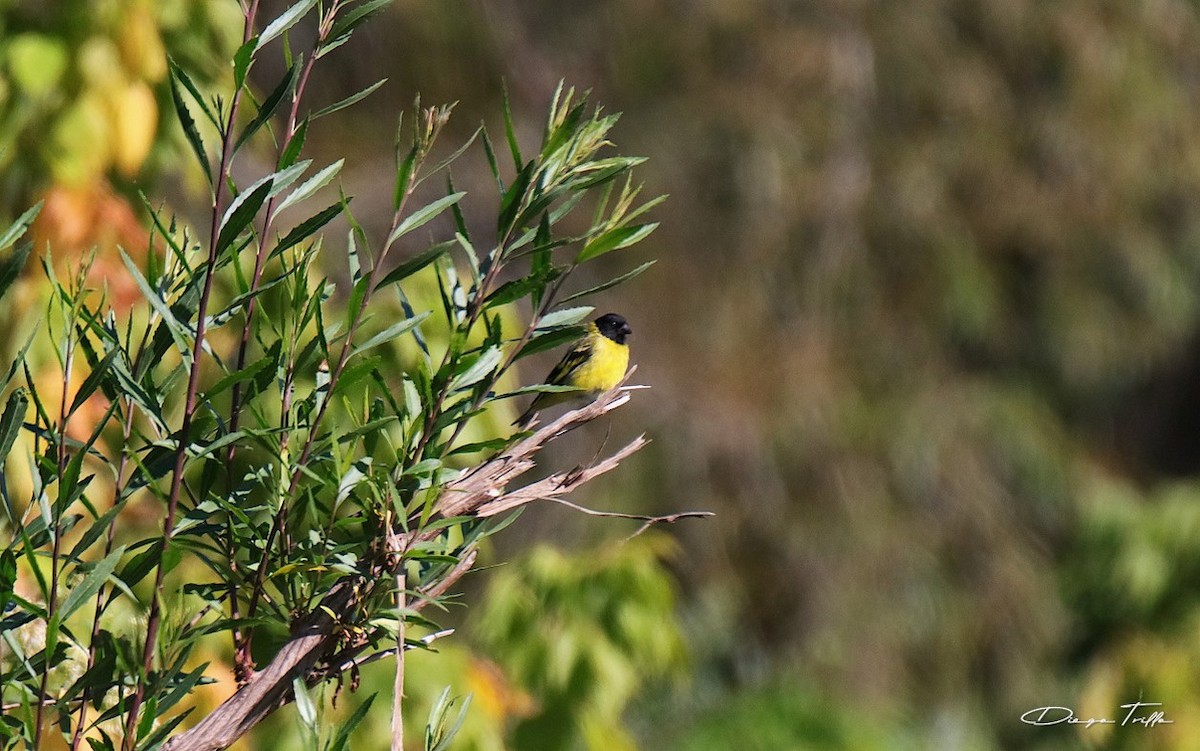 Hooded Siskin - ML427478531