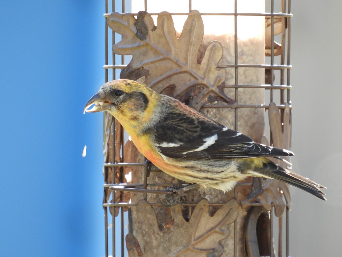 White-winged Crossbill - ML427480681