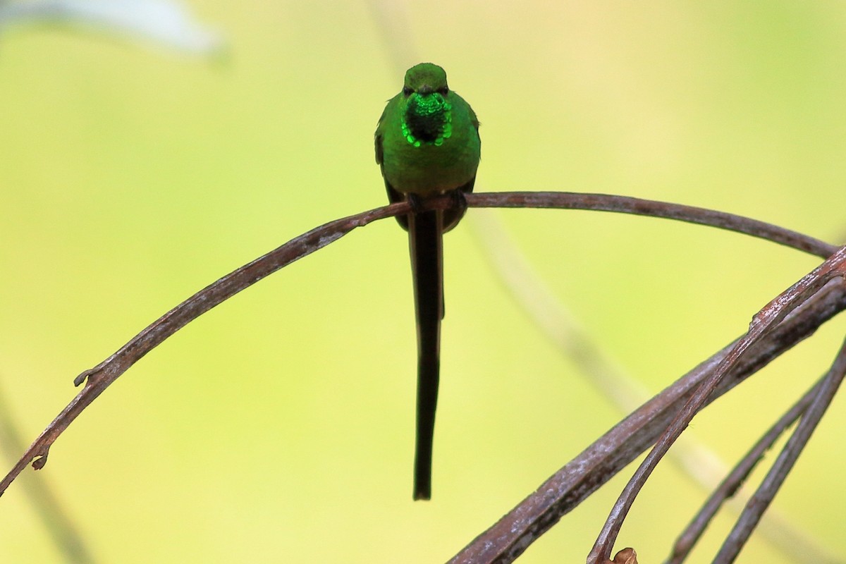 Green-tailed Trainbearer - ML427480981