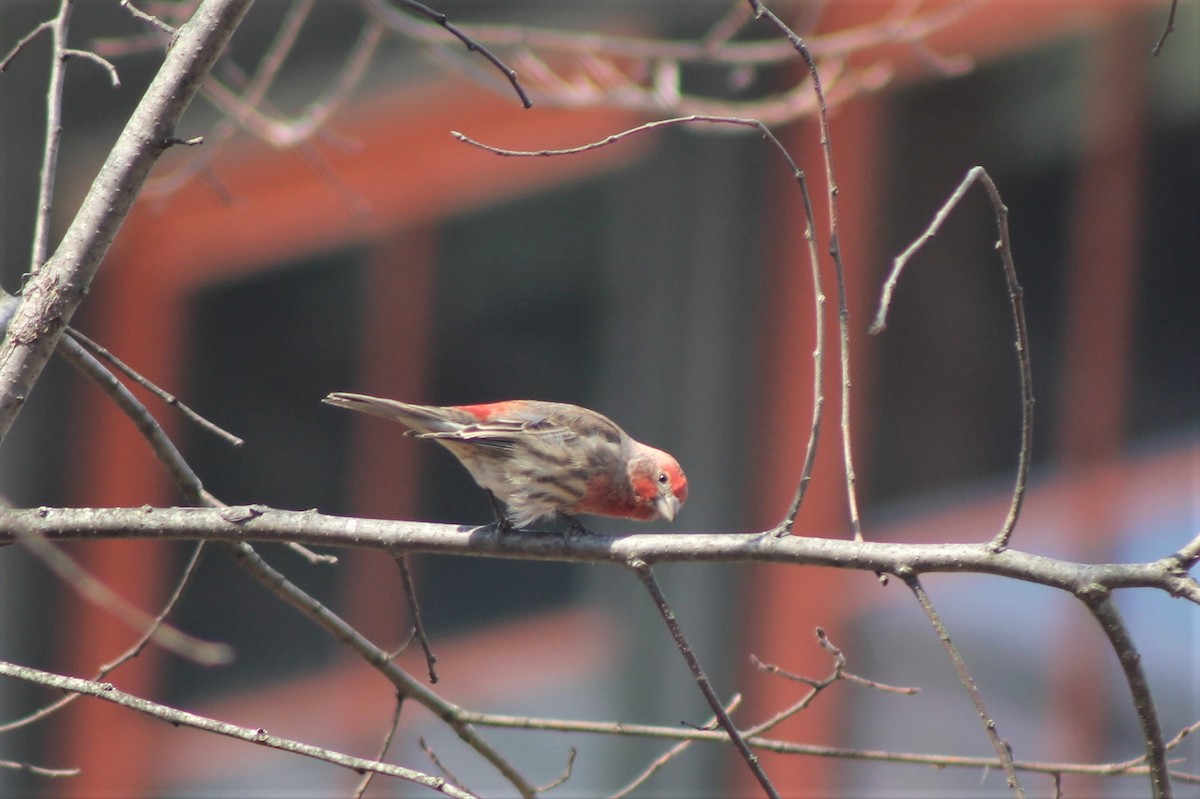 House Finch - ML427481441