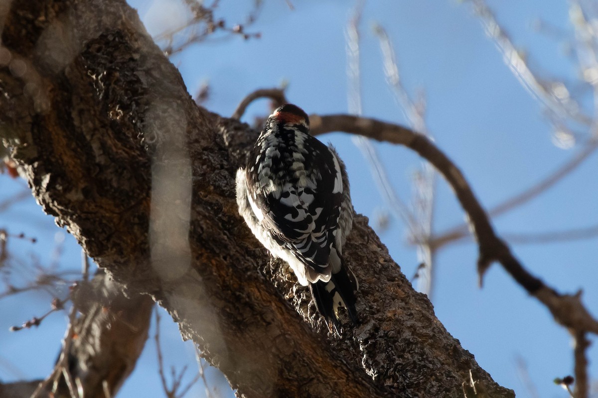 Red-naped Sapsucker - ML427481591