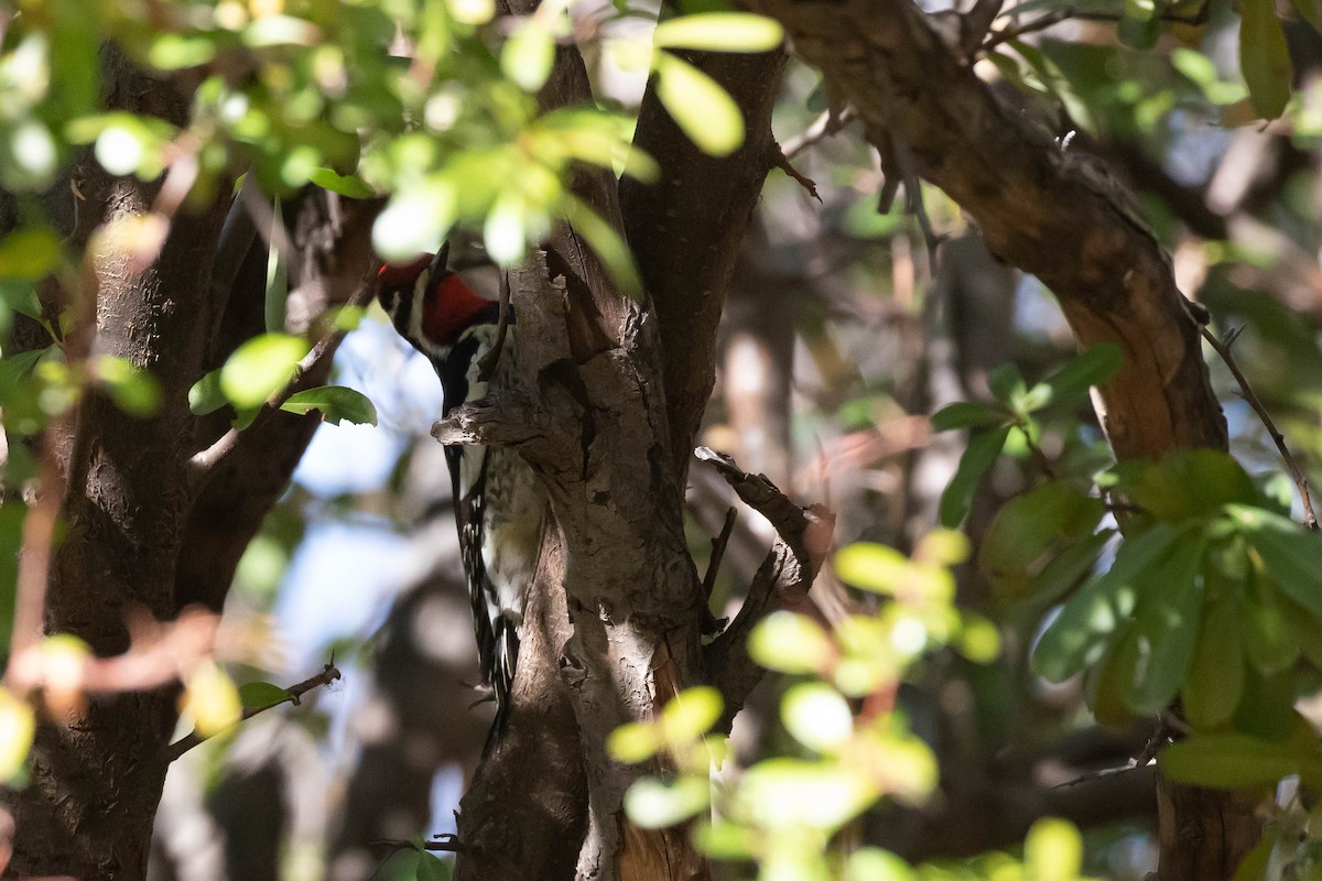 Red-naped Sapsucker - ML427481621