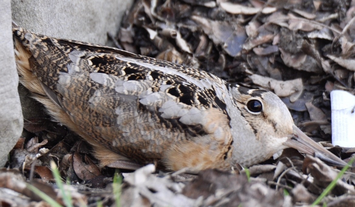 American Woodcock - ML427481931