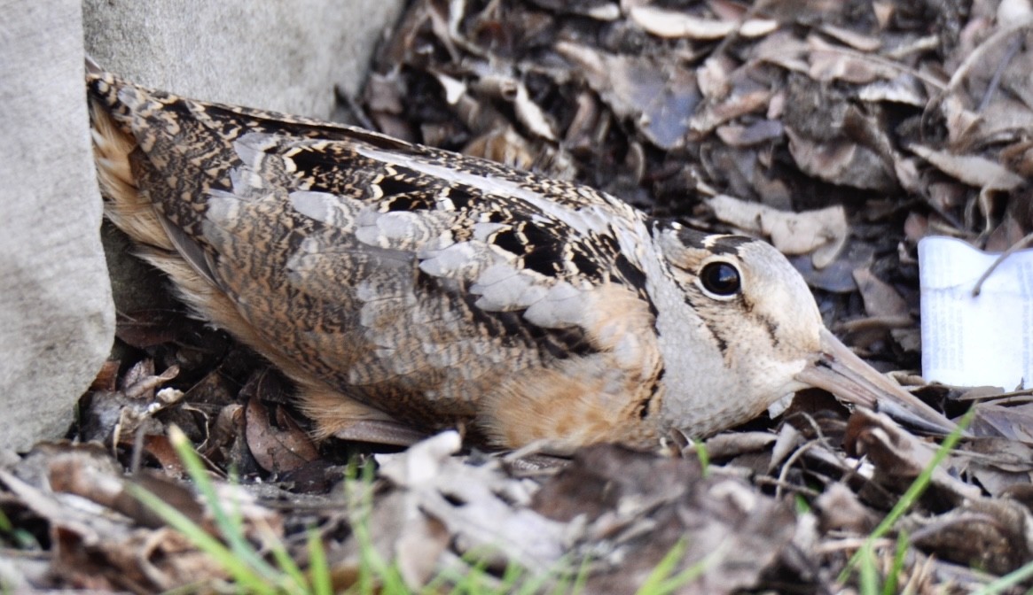 American Woodcock - ML427481941