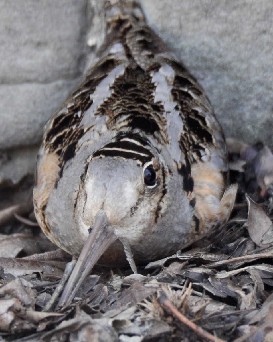 American Woodcock - ML427481961