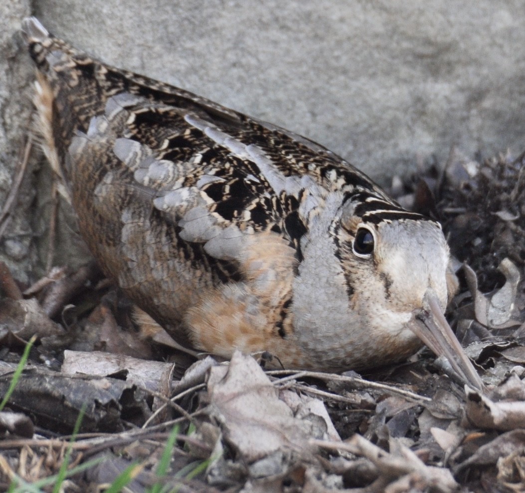 American Woodcock - ML427481971