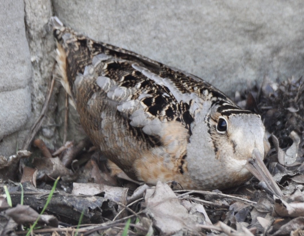 American Woodcock - ML427481981