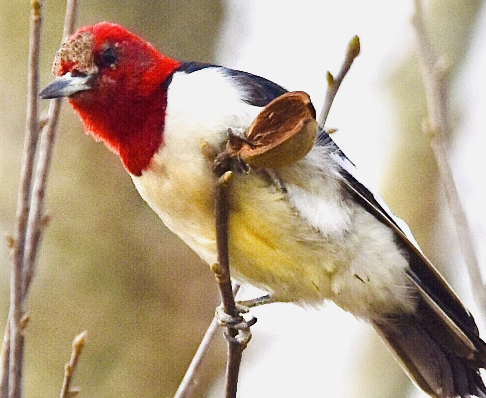 Red-headed Woodpecker - ML427482641