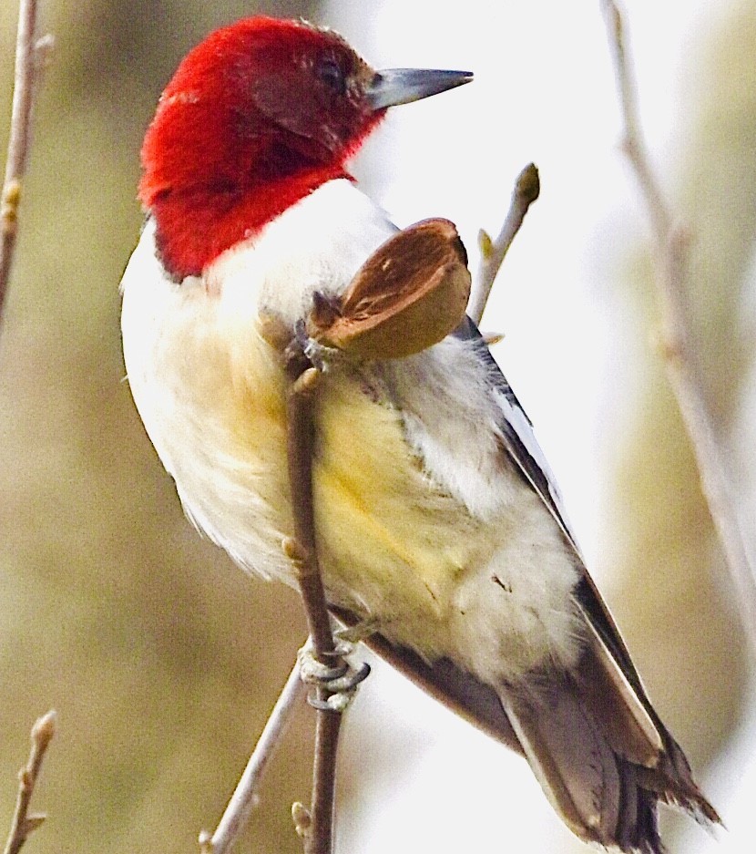 Red-headed Woodpecker - ML427482681