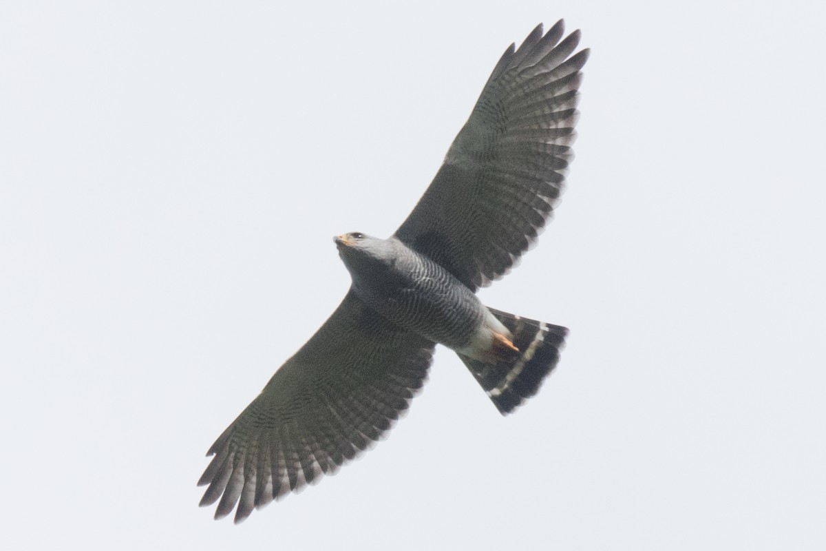 Gray Hawk - ML42748371