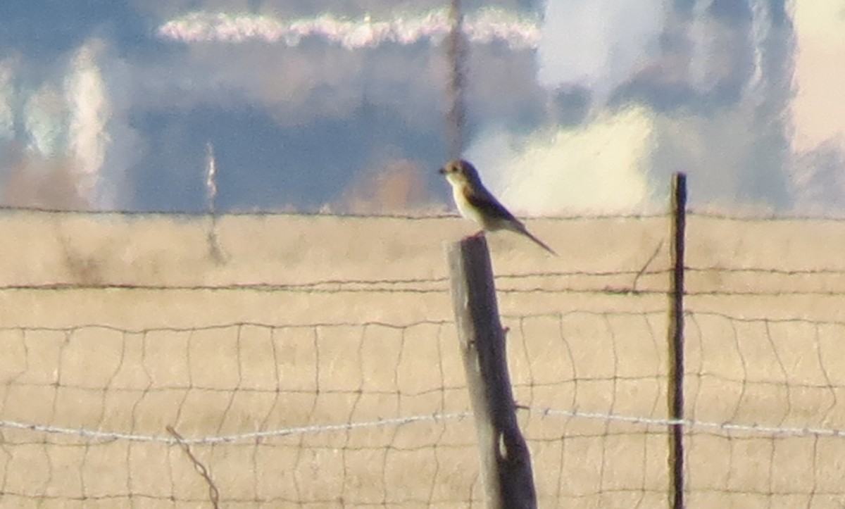 Northern Shrike - Kendall Watkins