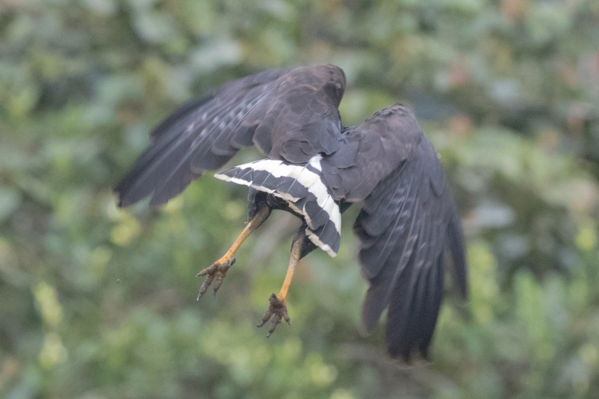 Great Black Hawk - Steve Kelling