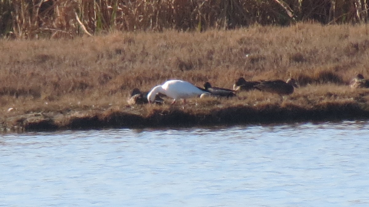 Ross's Goose - ML427484671