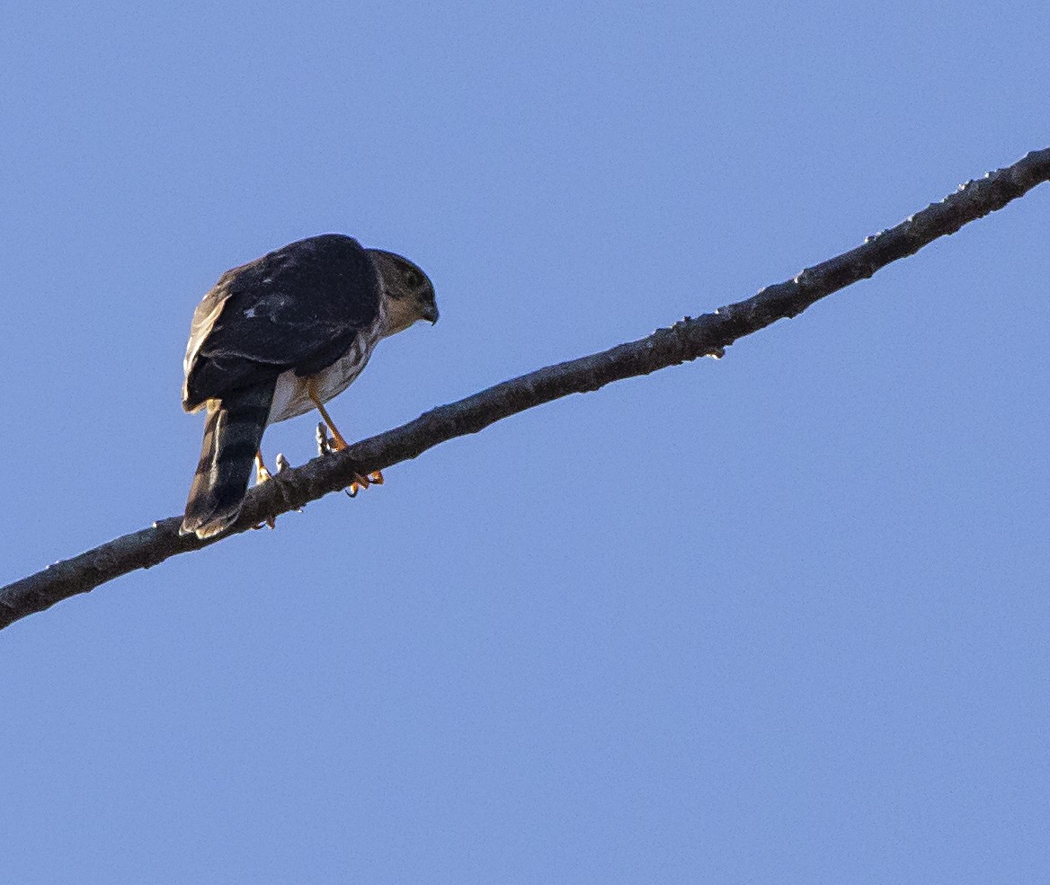 Sharp-shinned Hawk - ML427485211