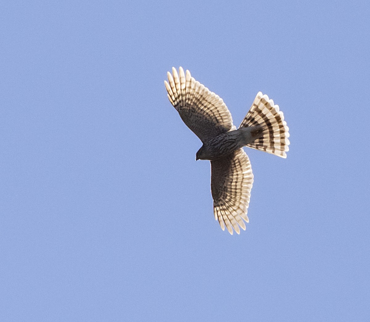 Sharp-shinned Hawk - ML427485281