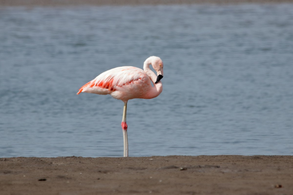 Chilean Flamingo - ML427486601