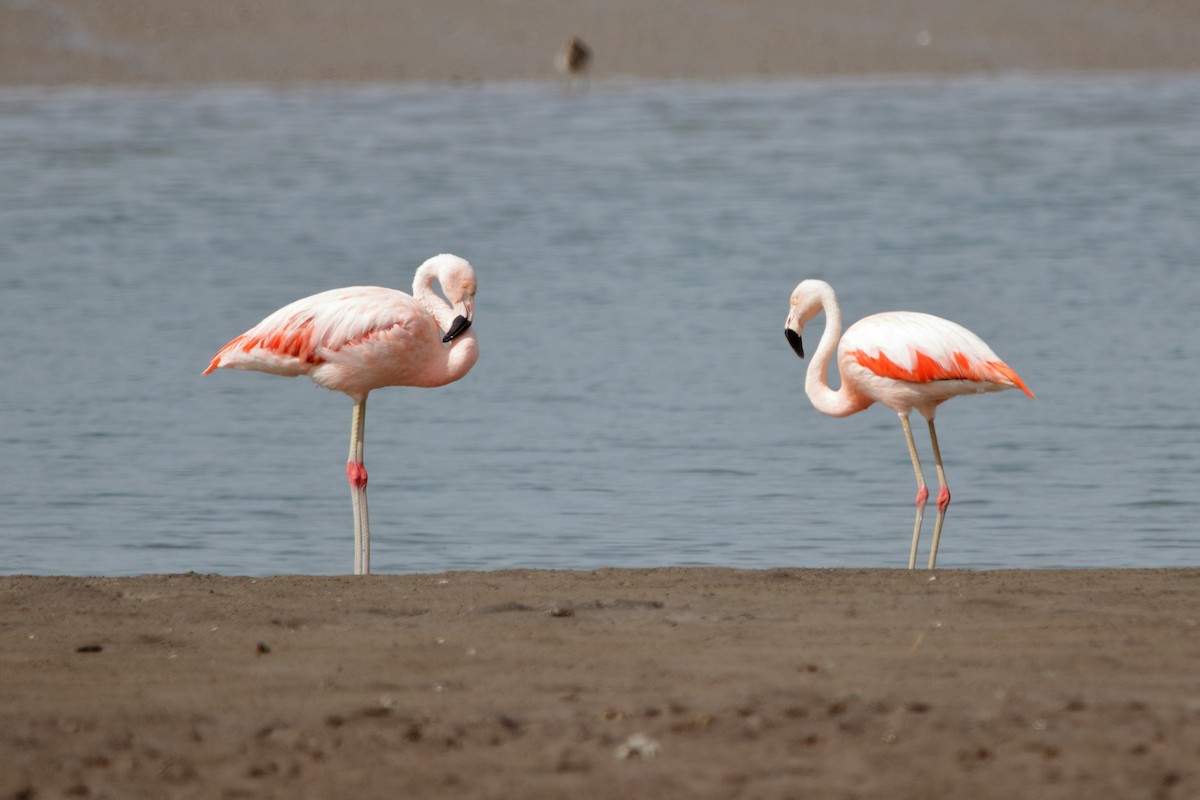 Chilean Flamingo - ML427486721