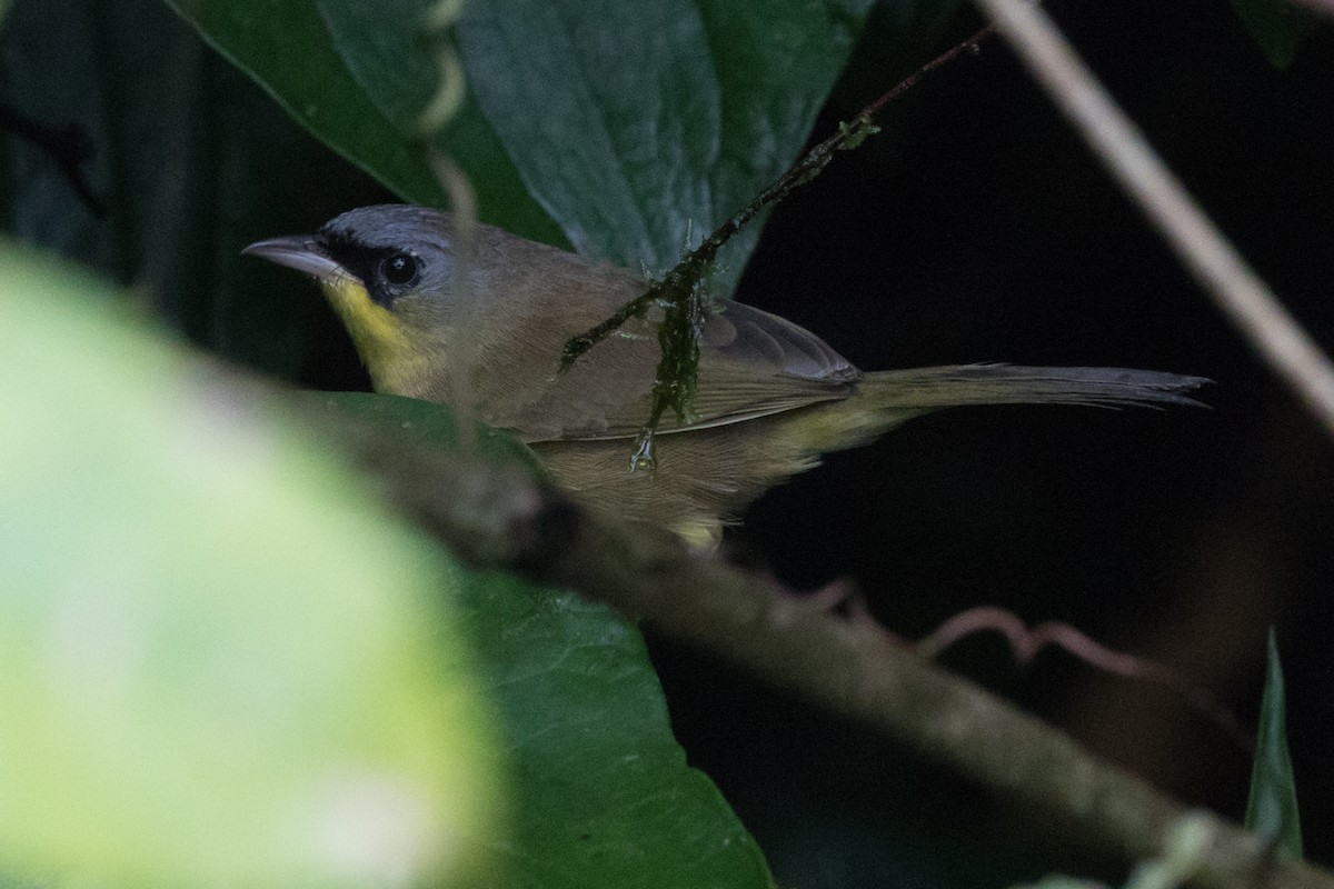 Gray-crowned Yellowthroat - ML42748701