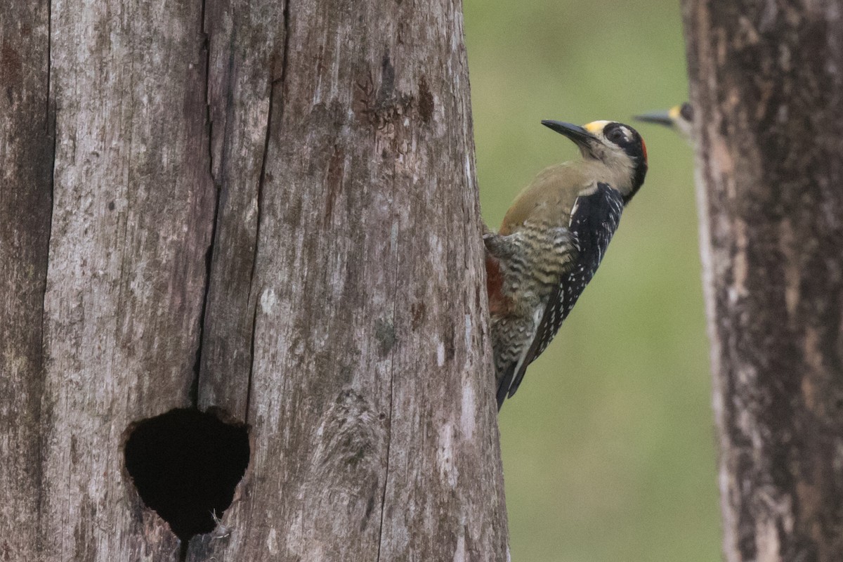 Black-cheeked Woodpecker - Steve Kelling