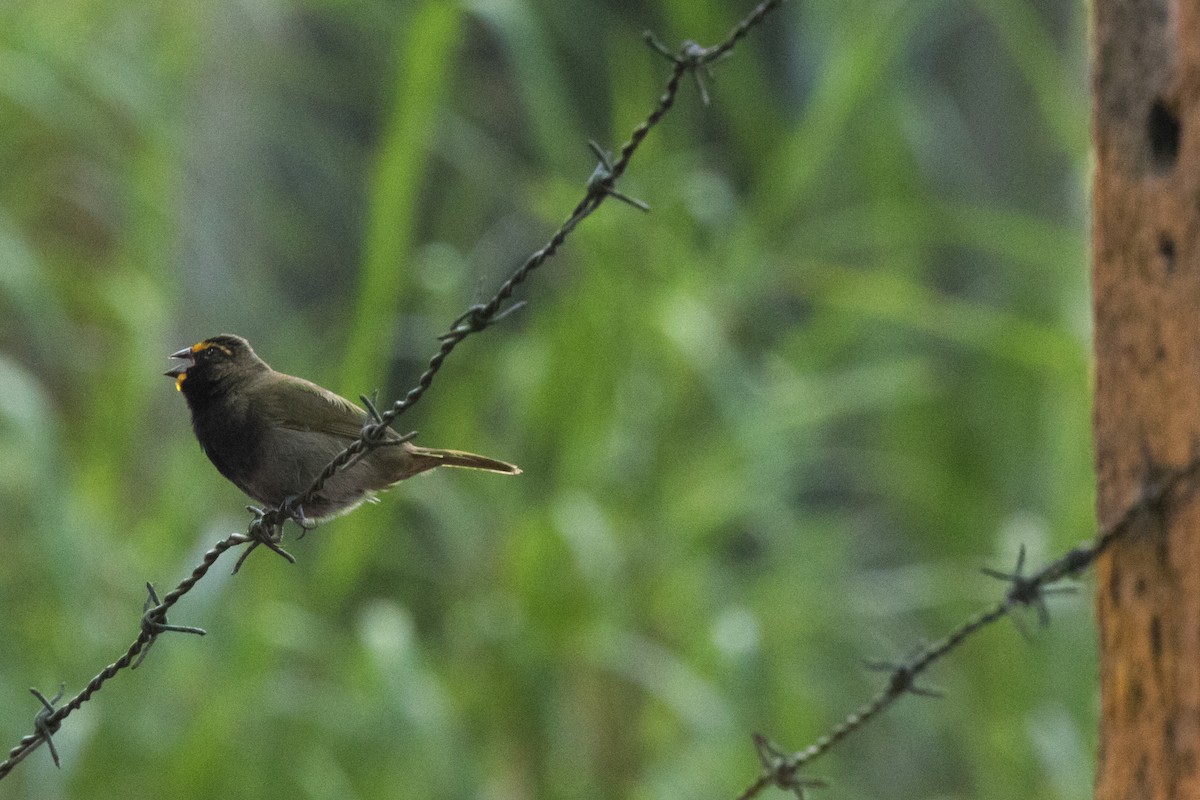 Yellow-faced Grassquit - ML42748751