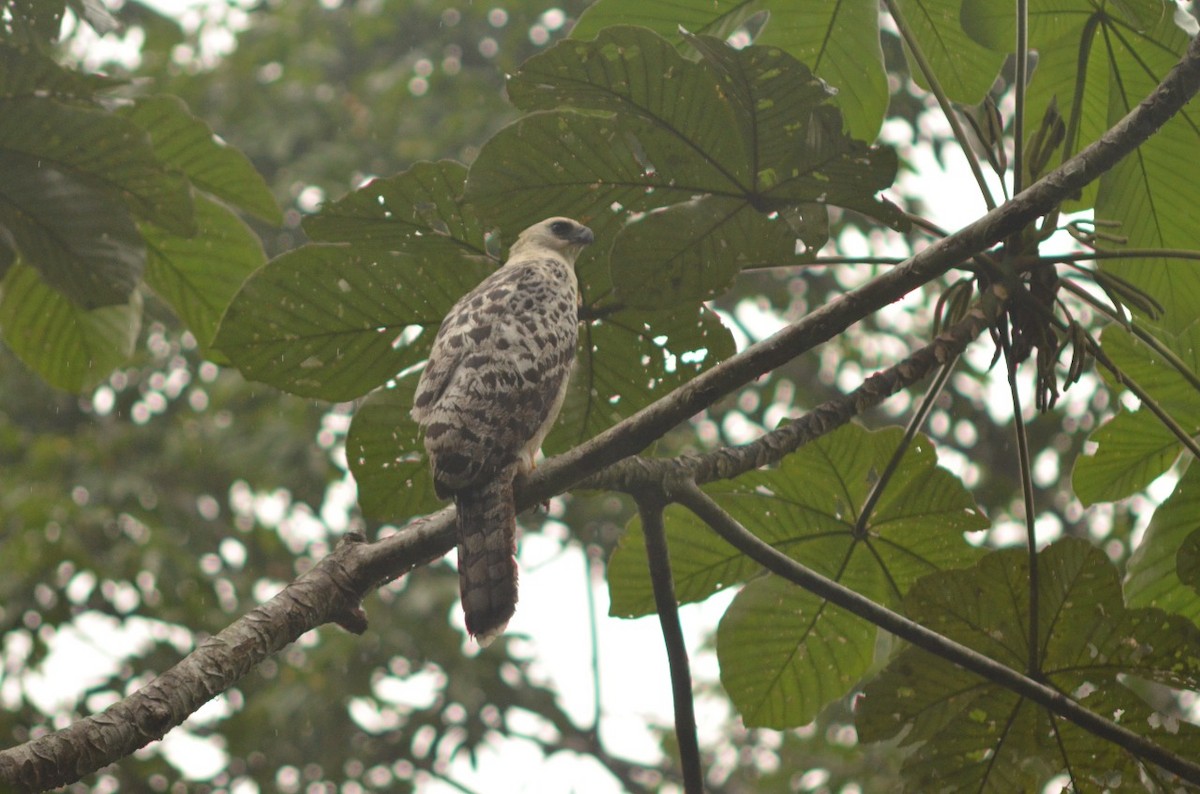 Crested Eagle - ML427487941