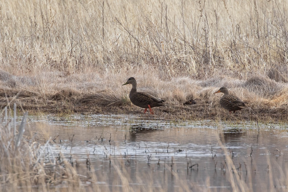 Mexican Duck - ML427489811