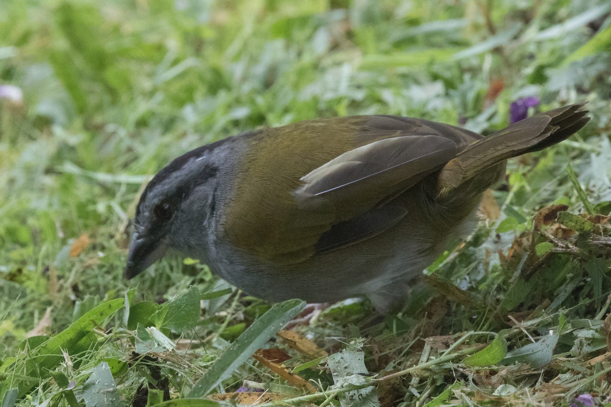 Black-striped Sparrow - ML42749001