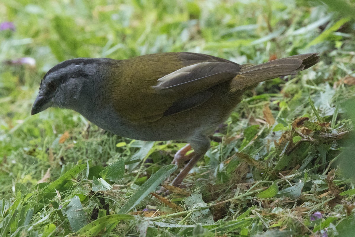 Black-striped Sparrow - ML42749021