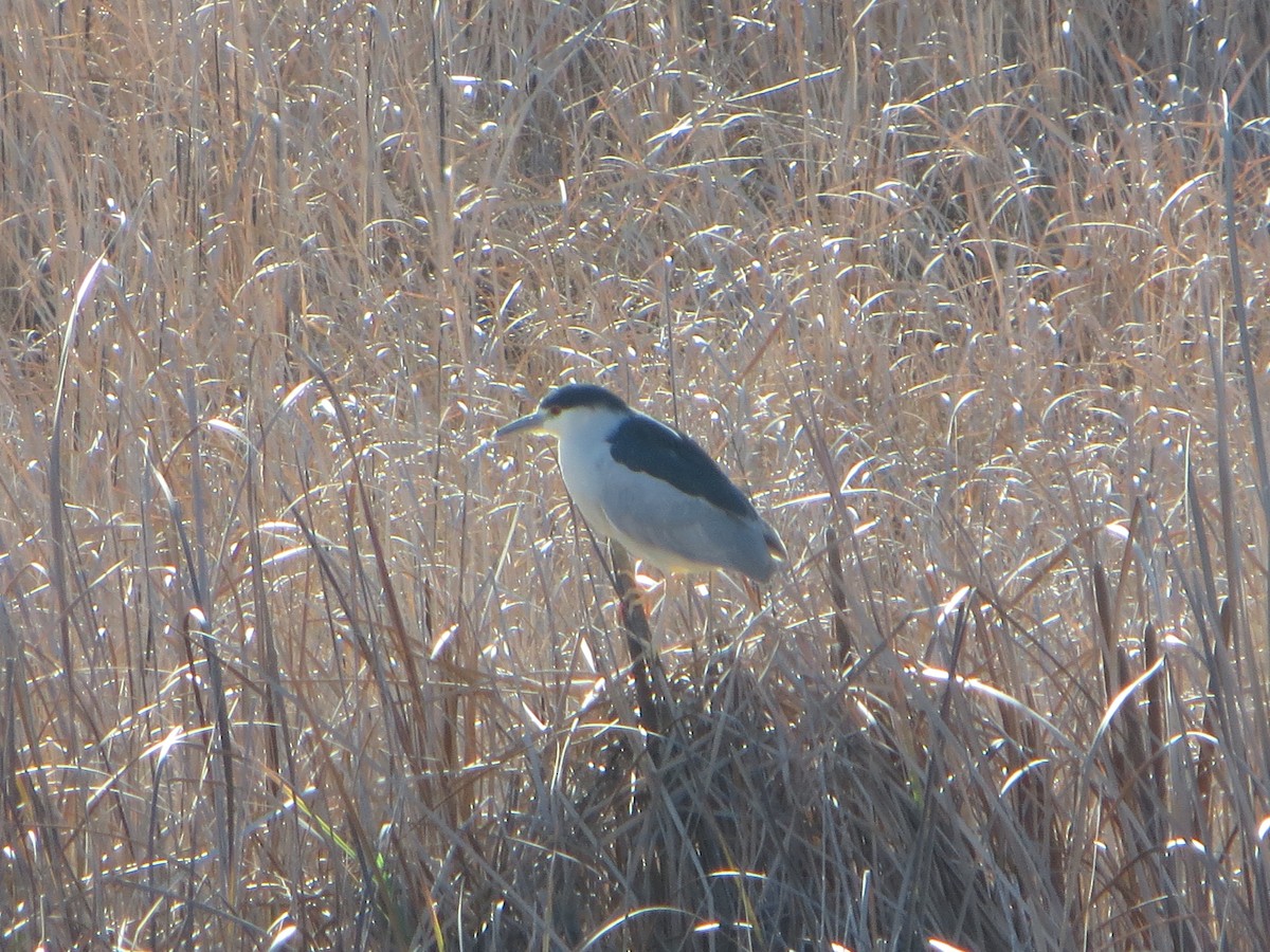 Black-crowned Night Heron - ML42749131