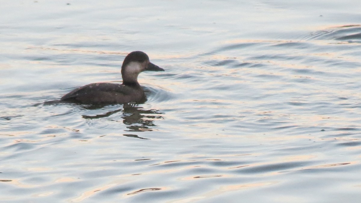 Black Scoter - ML427491651