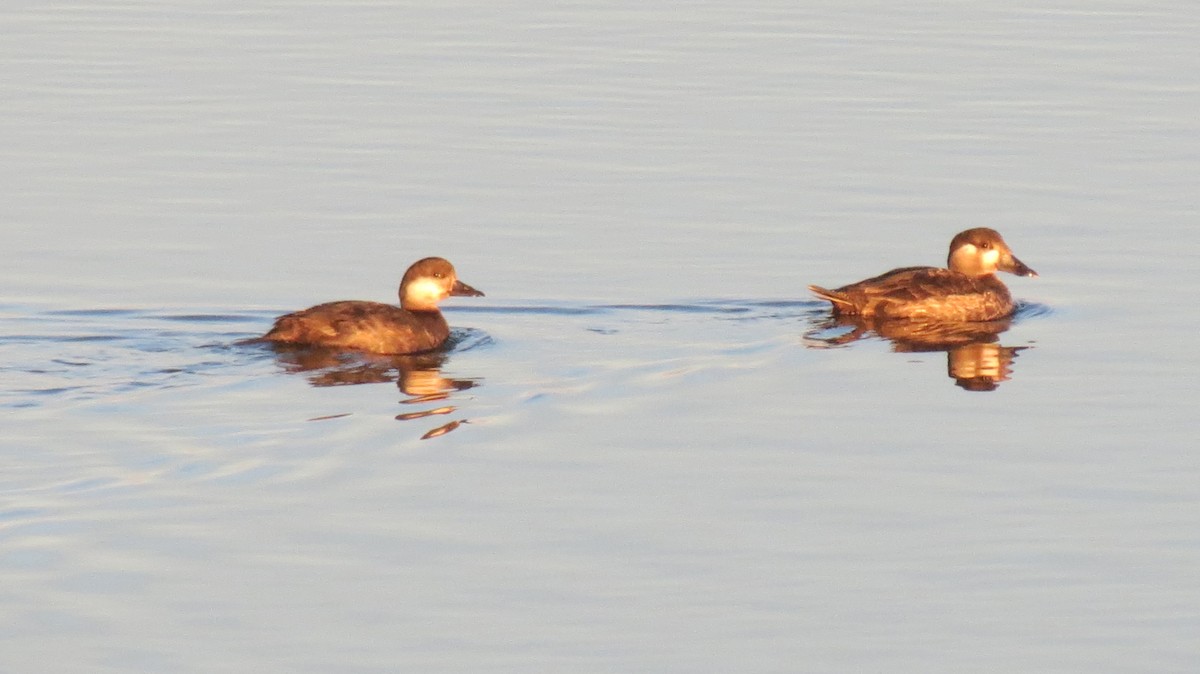 Black Scoter - ML427491661