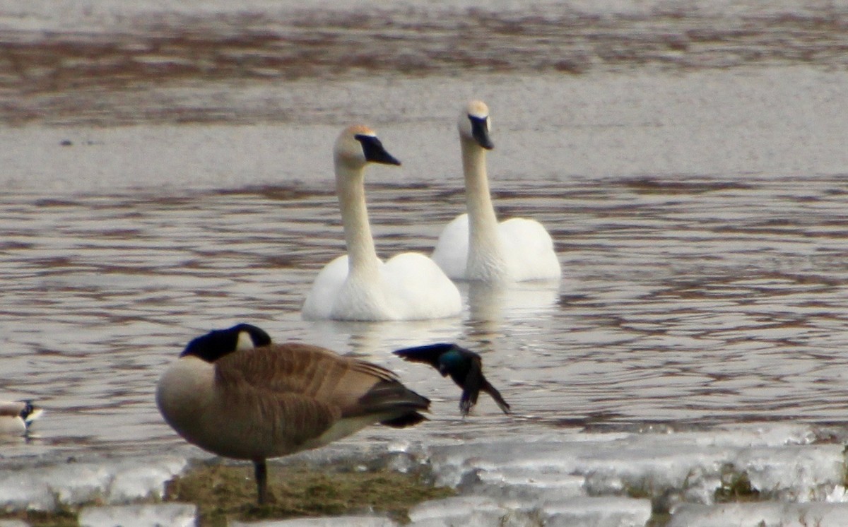 Trumpeter Swan - ML427492731