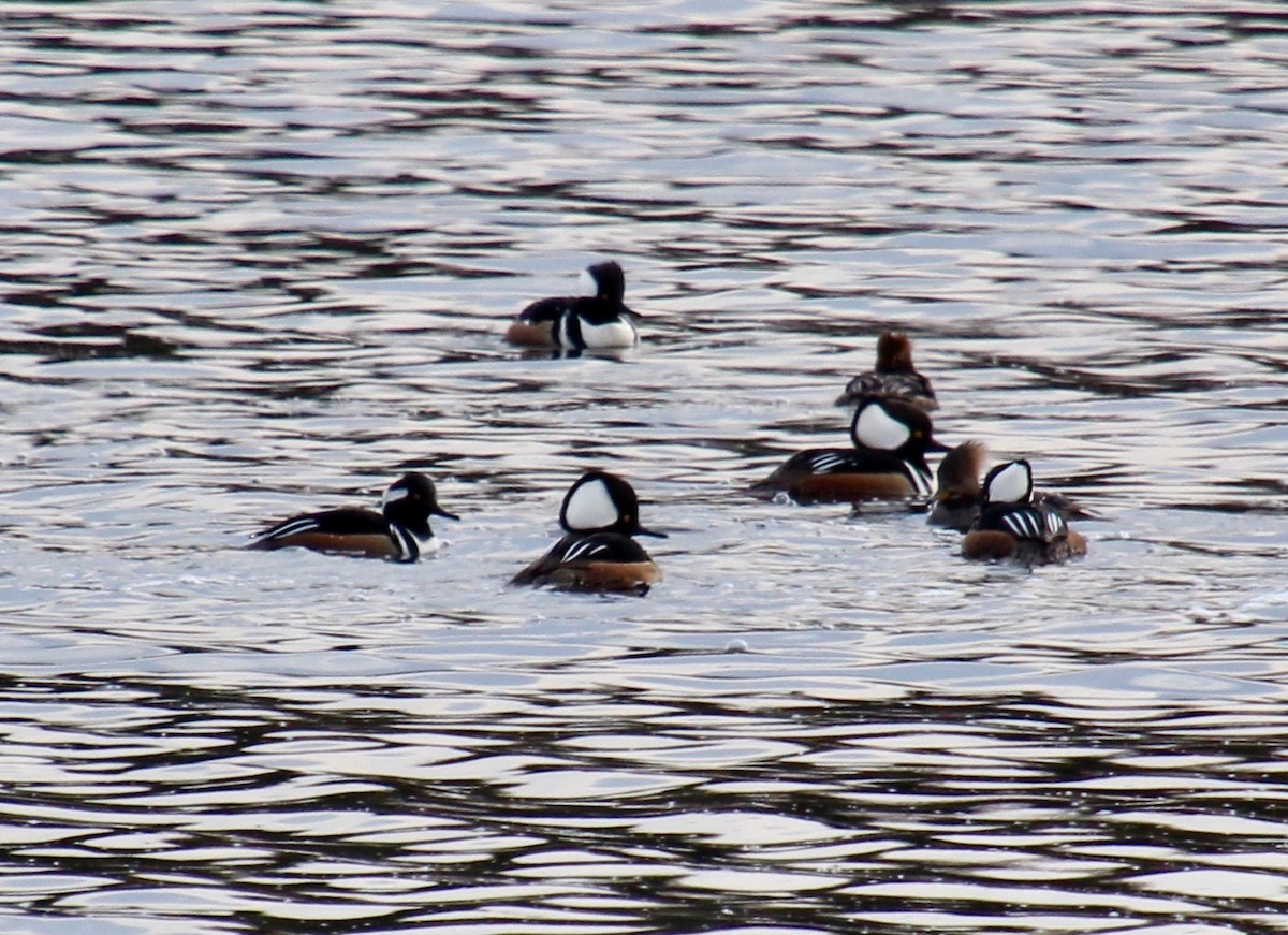 Hooded Merganser - ML427492941