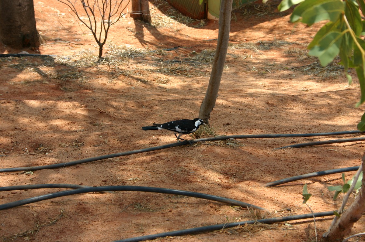 Magpie-lark - ML427493021