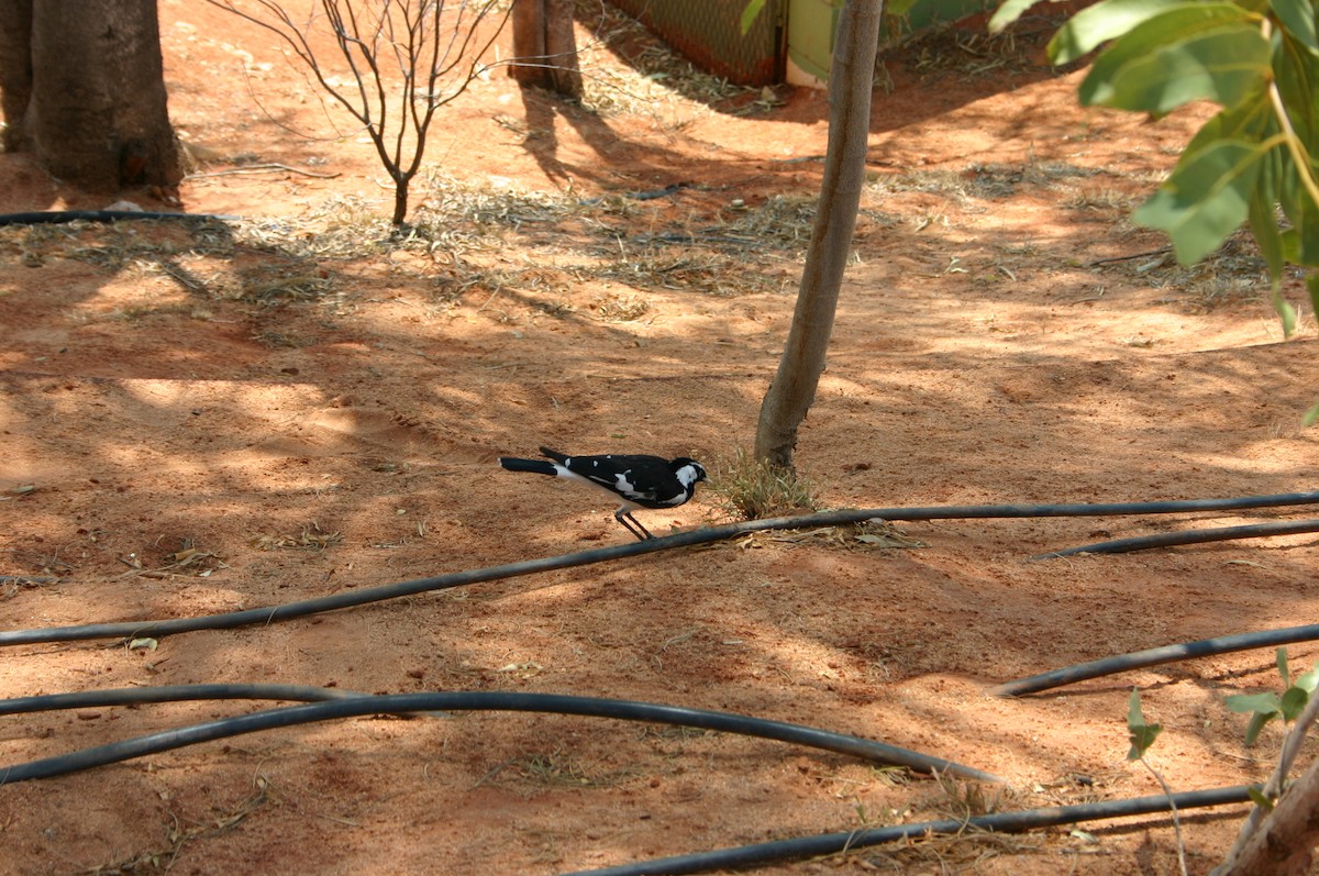 Magpie-lark - ML427493041