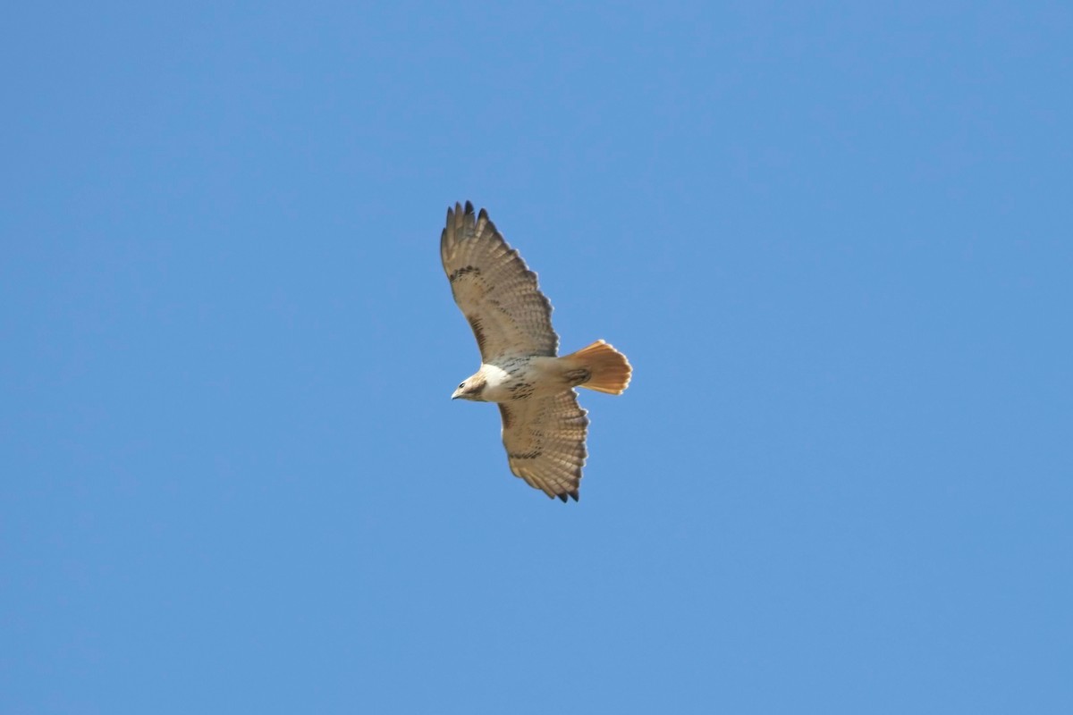 Red-tailed Hawk - ML427493941