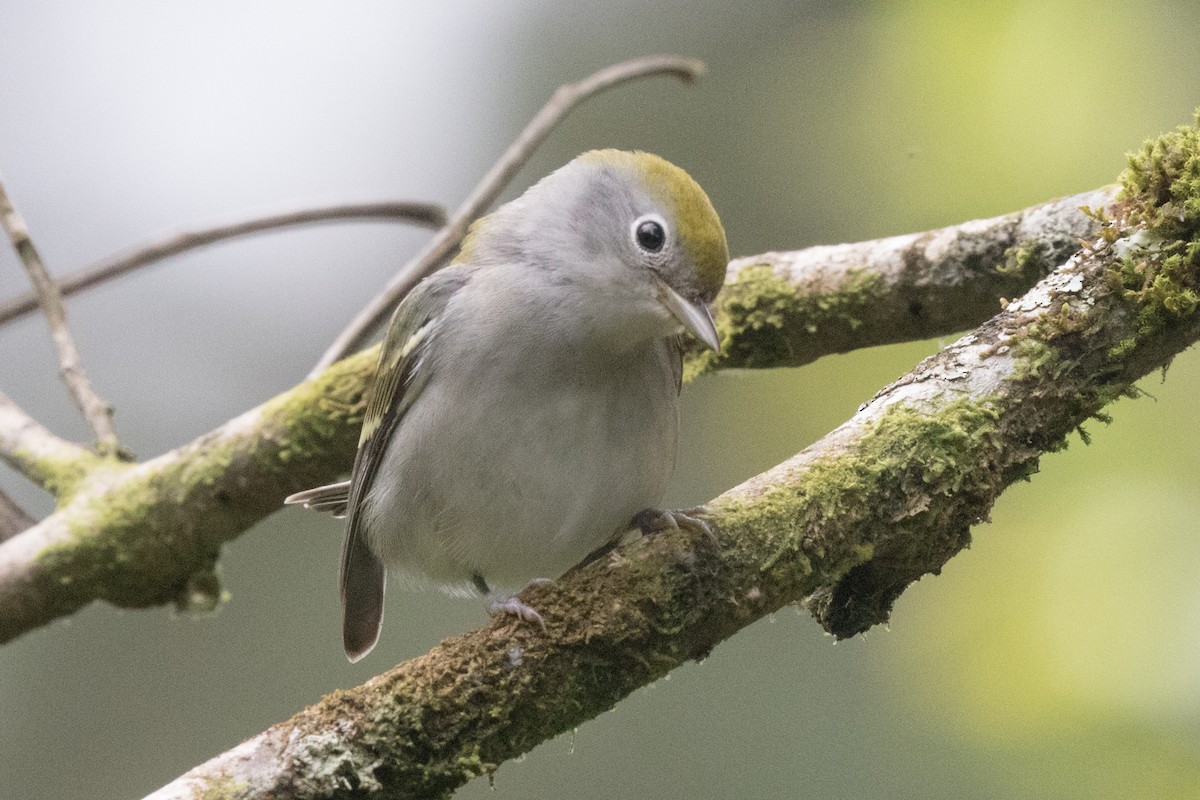 Chestnut-sided Warbler - ML42749421