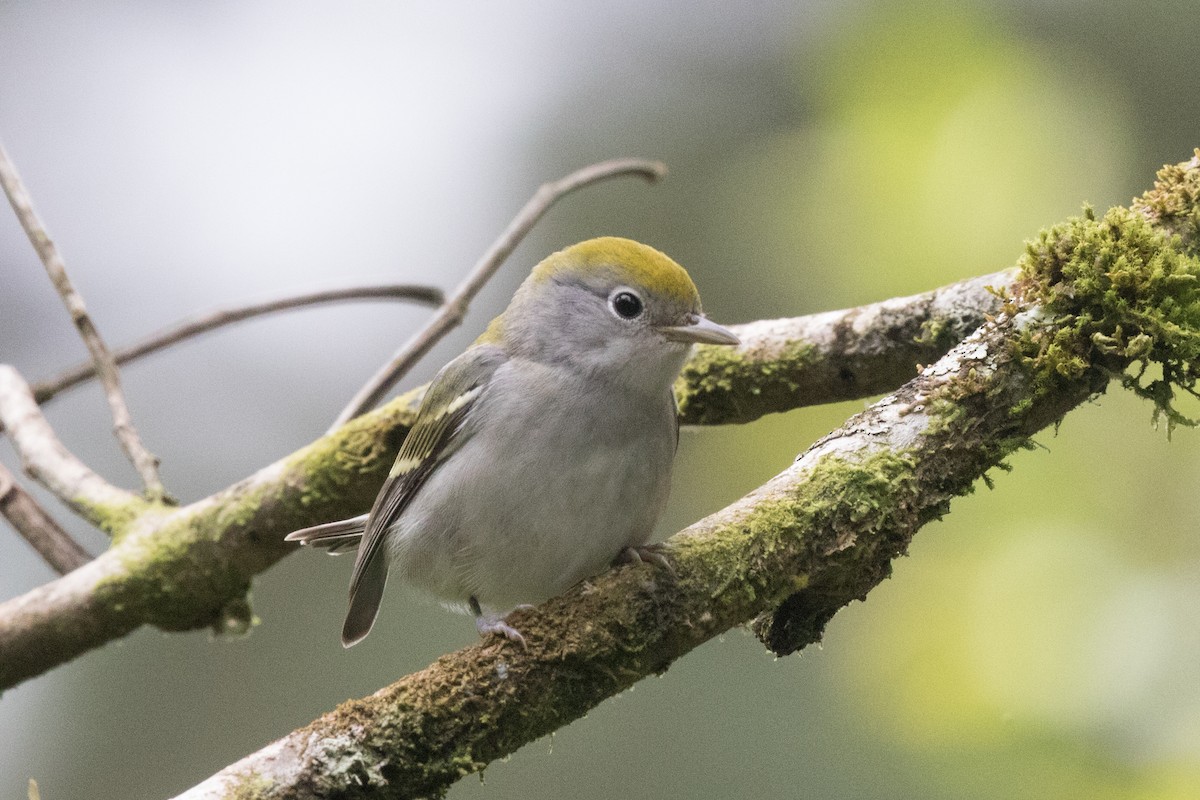 Chestnut-sided Warbler - ML42749431