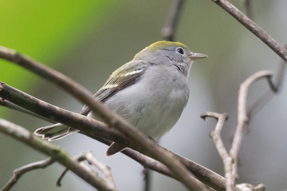 Chestnut-sided Warbler - ML42749451