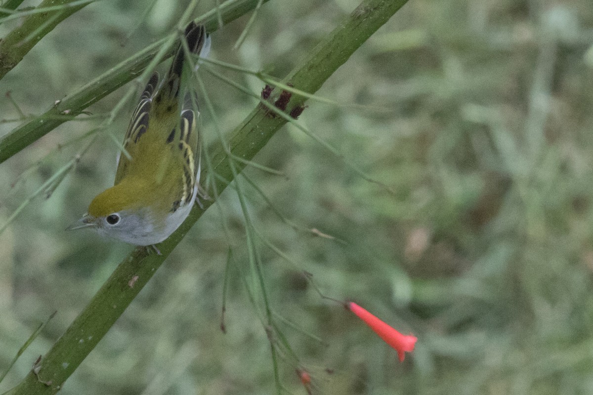 Chestnut-sided Warbler - ML42749461