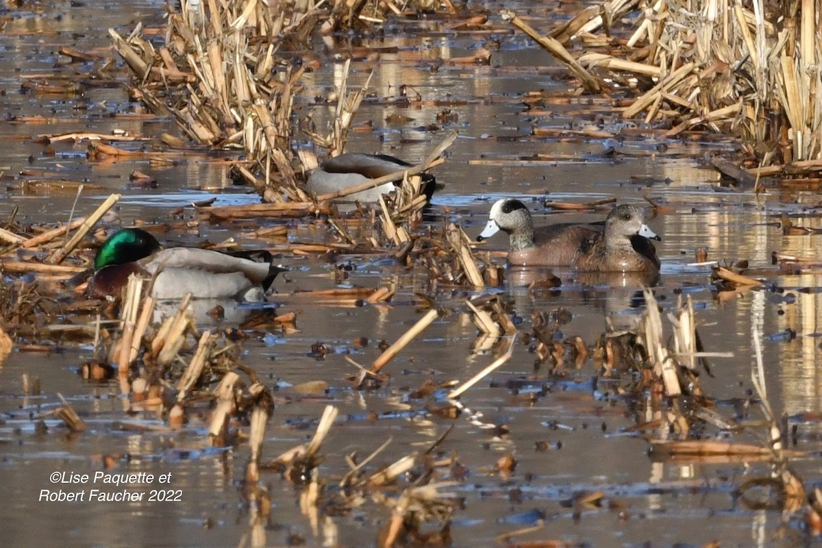 Canard d'Amérique - ML427495161