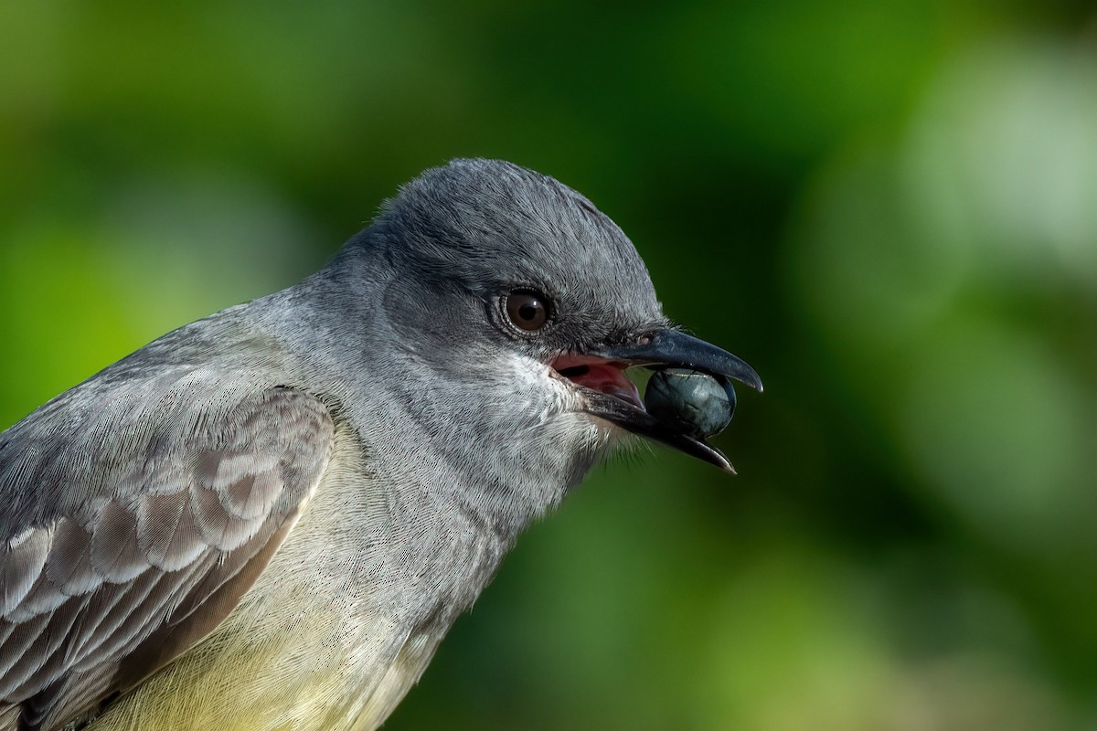 Cassin's Kingbird - ML427496571