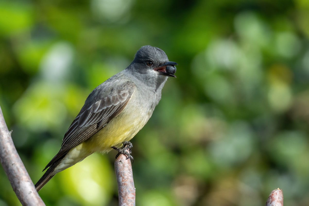 Cassin's Kingbird - ML427496601